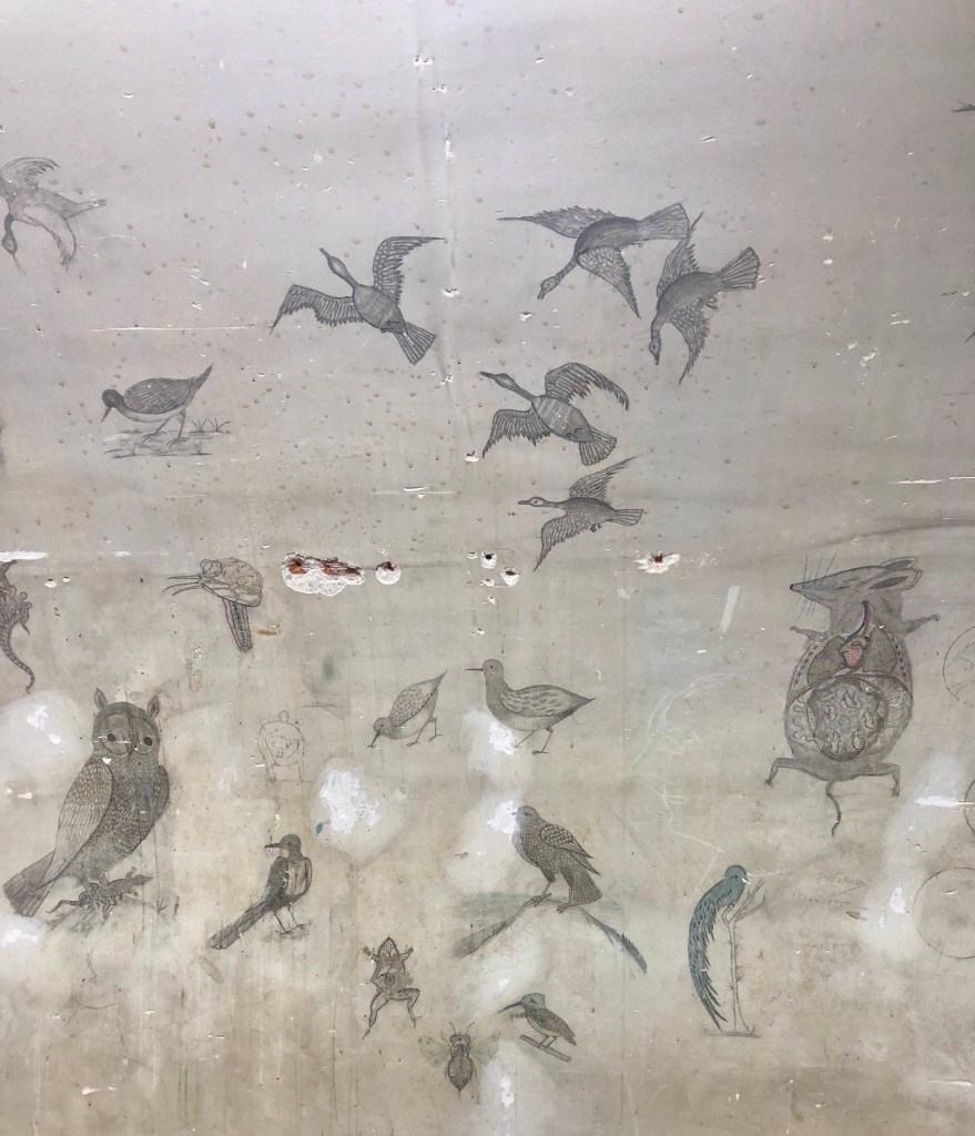 Dibujos a carboncillo en el despacho de la A.A.A.