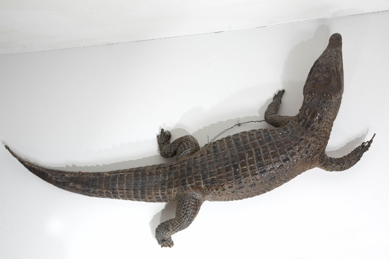 Cocodrilo del Museo de Ciencias Naturales "Pedro Ruiz de Azúa" del colegio.